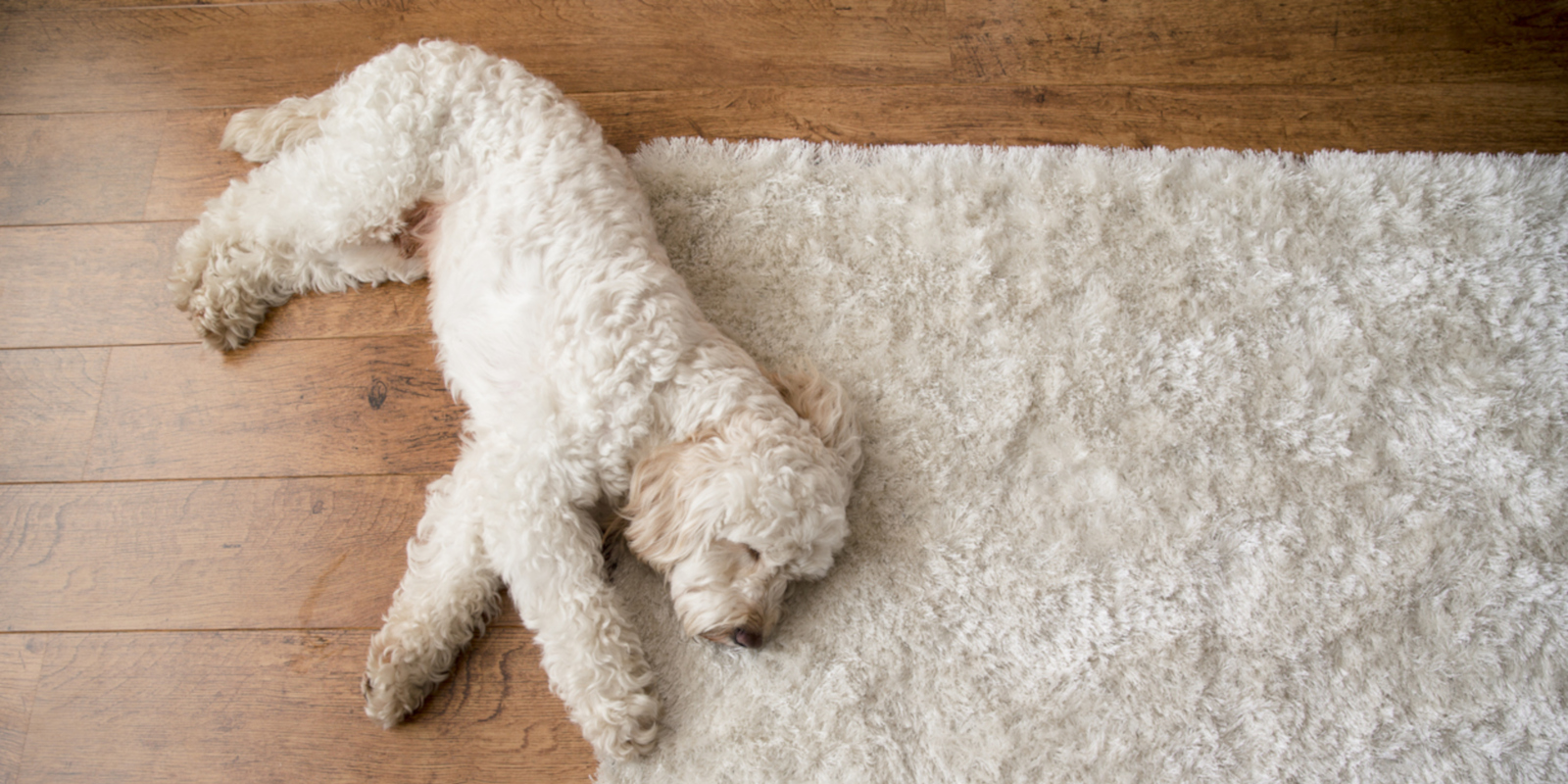 choosing a flooring that has antimicrobial traits is a wise choice